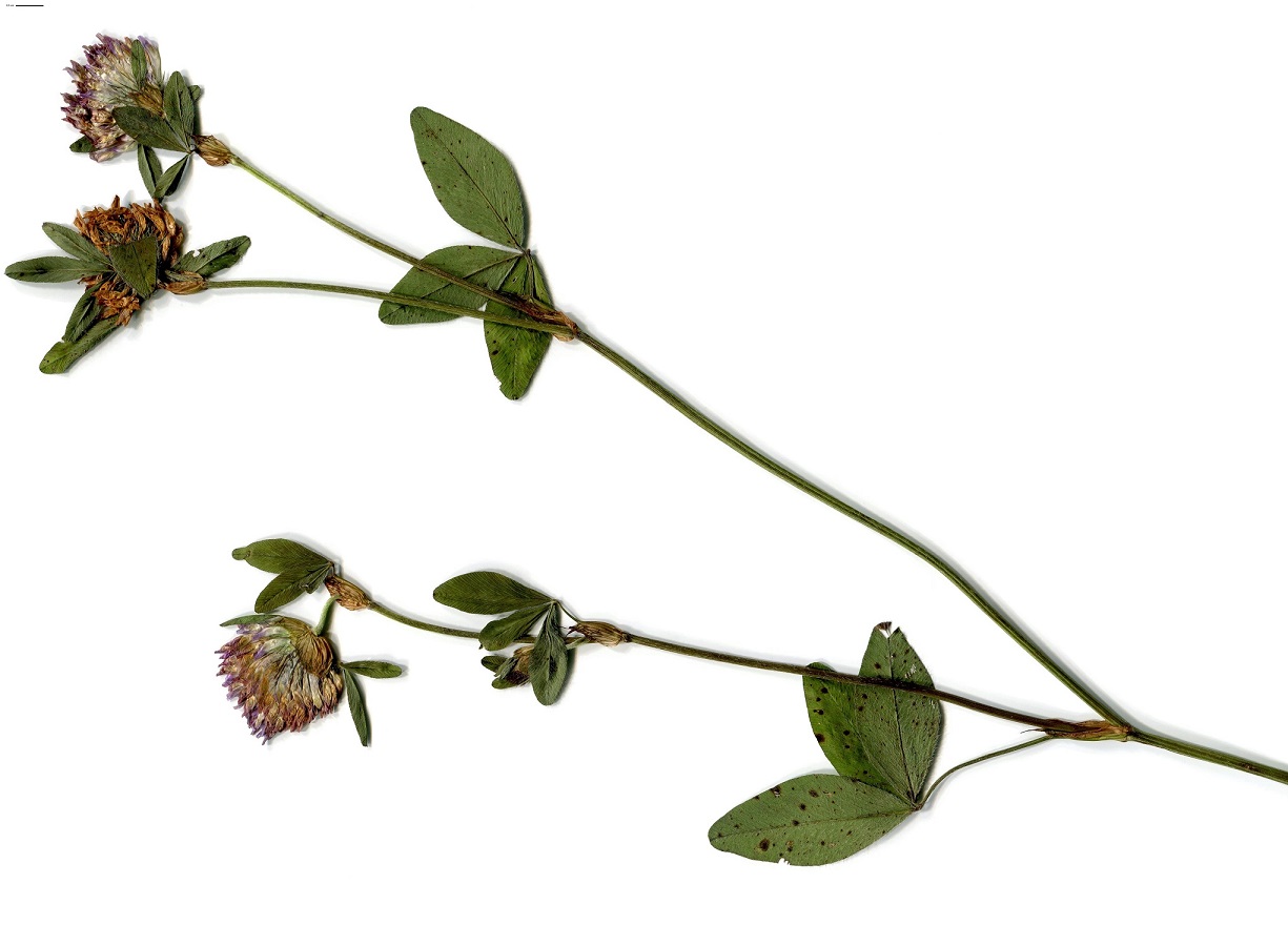 Trifolium pratense var. sativum (Fabaceae)
